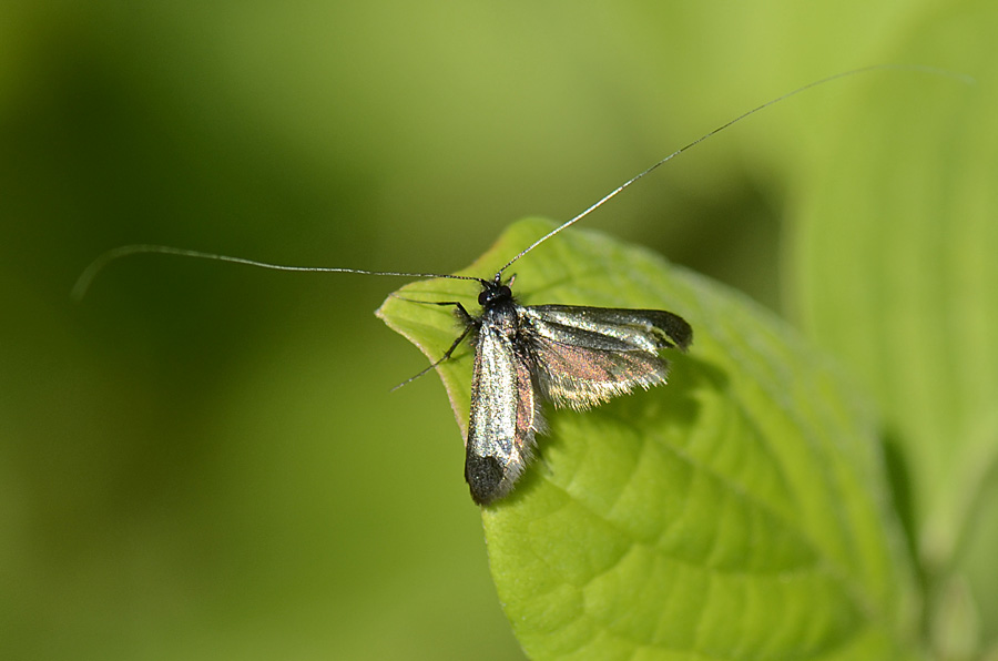 Microlepidottero da id.